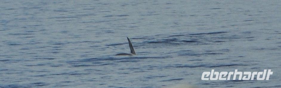 Orcas - Schwertwale - Killerwale vor den Lofoten