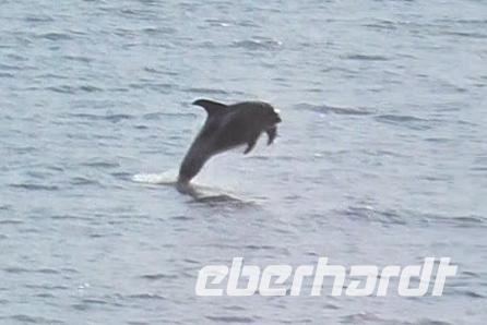 Schweinswale im Porsangerfjord