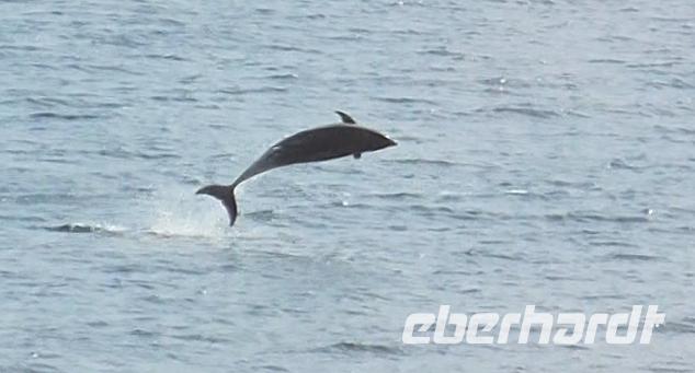Schweinswale im Porsangerfjord