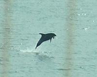 Schweinswale im Porsangerfjord