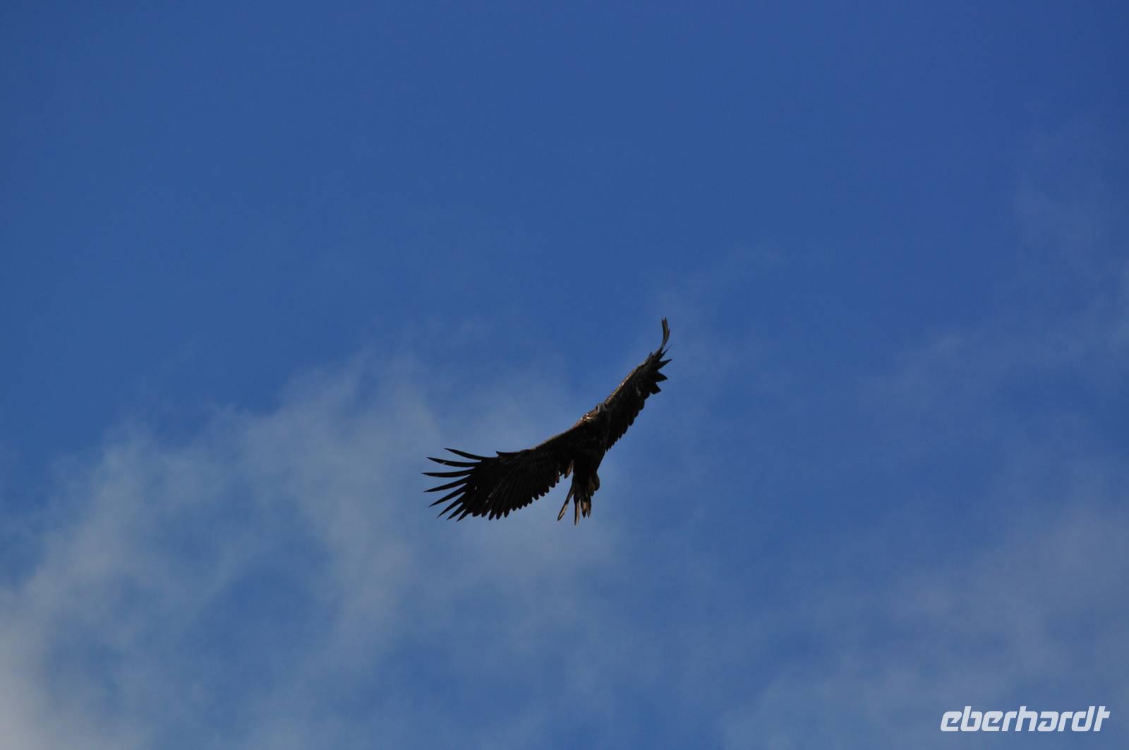 Seeadlersafari im Raftsund