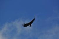 Seeadlersafari im Raftsund