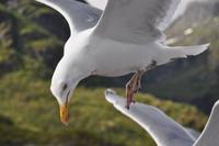 Seeadlersafari im Raftsund