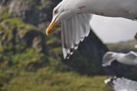 Seeadlersafari im Raftsund