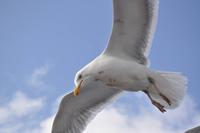 Seeadlersafari im Raftsund