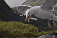 Seeadlersafari im Raftsund