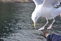 Seeadlersafari im Raftsund