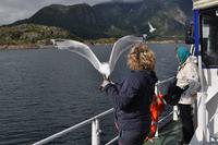 Seeadlersafari im Raftsund