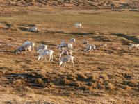 Rentiere in Nähe Nordkap