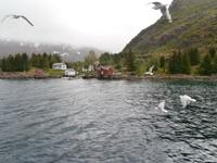 Seeadlersafari Norwegen