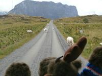 Lofotenrundfahrt mit Schafen