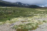 Im Dovrefjell