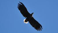 Seeadler im Raftsund auf der Seeadlersafari 