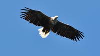 Seeadler im Raftsund auf der Seeadlersafari 