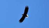 Seeadler im Raftsund auf der Seeadlersafari 