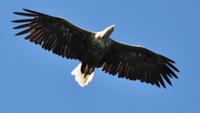 Seeadler im Raftsund auf der Seeadlersafari 