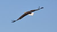 Seeadler im Raftsund auf der Seeadlersafari 