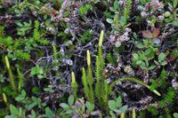 Abendspaziergang auf dem Luostotunturi - Finnisch Lappland
