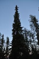 Abendspaziergang auf dem Luostotunturi - Finnisch Lappland