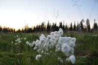 Abendspaziergang auf dem Luostotunturi - Finnisch Lappland
