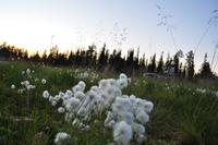 Abendspaziergang auf dem Luostotunturi - Finnisch Lappland