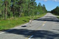 Rentiere in Lappland