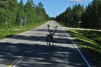 Rentiere in Lappland