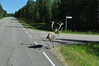 Rentiere in Lappland