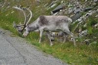 Rentiere am Porsangerfjord