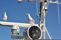 Seeadlersafari im Raftsund - Lofoten & Vesterålen