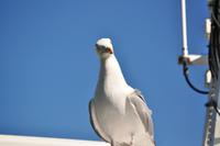 Seeadlersafari im Raftsund - Lofoten & Vesterålen