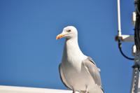 Seeadlersafari im Raftsund - Lofoten & Vesterålen