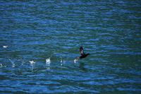 Seeadlersafari im Raftsund - Lofoten & Vesterålen