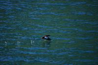 Seeadlersafari im Raftsund - Lofoten & Vesterålen