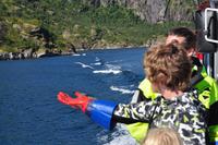 Seeadlersafari im Raftsund - Lofoten & Vesterålen