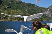 Seeadlersafari im Raftsund - Lofoten & Vesterålen