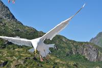 Seeadlersafari im Raftsund - Lofoten & Vesterålen