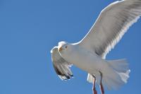 Seeadlersafari im Raftsund - Lofoten & Vesterålen