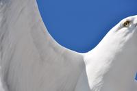 Seeadlersafari im Raftsund - Lofoten & Vesterålen