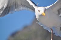 Seeadlersafari im Raftsund - Lofoten & Vesterålen