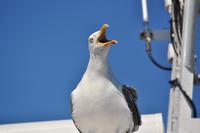 Seeadlersafari im Raftsund - Lofoten & Vesterålen