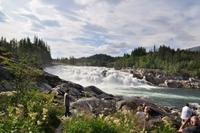 Laksforsen - In diesem Jahr mit springenden Lachsen