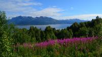 131 Narvik am Ofotfjord