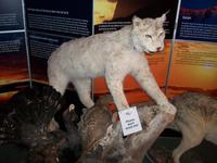 Nocheinmal Polarkreis