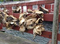 getrocknete Dorschköpfe