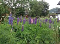 Lupinenwiese