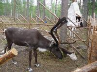 Rentier zum Anfassen