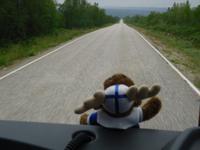 mit Elch unterwegs in Finnland