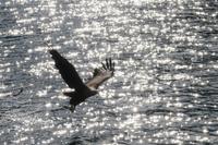 Seeadler