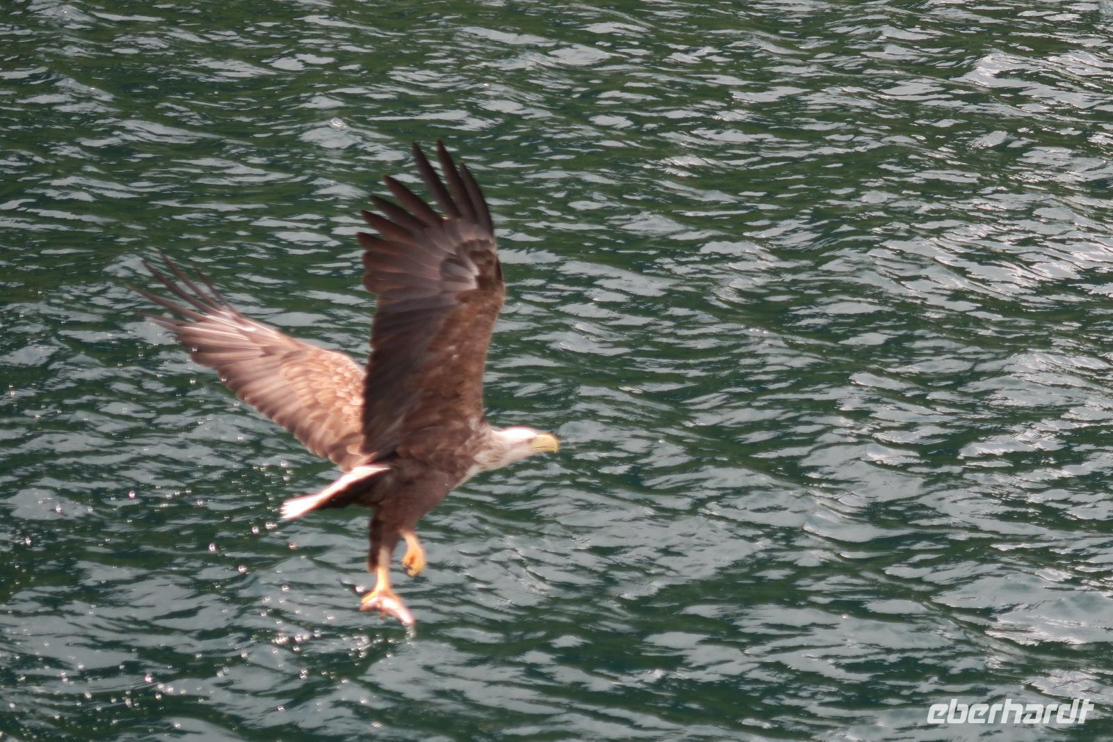 Seeadler